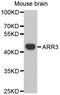 Arrestin-C antibody, MBS128870, MyBioSource, Western Blot image 
