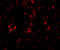 Actin Filament Associated Protein 1 Like 2 antibody, 5221, ProSci Inc, Immunofluorescence image 