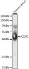 Alpha-2-Glycoprotein 1, Zinc-Binding antibody, GTX30081, GeneTex, Western Blot image 