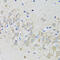 5-Hydroxytryptamine Receptor 2B antibody, 19-784, ProSci, Immunohistochemistry frozen image 