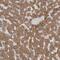 Paraoxonase 2 antibody, NBP1-86365, Novus Biologicals, Immunohistochemistry frozen image 