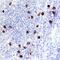 T Cell Leukemia/Lymphoma 1B antibody, AF6794, R&D Systems, Immunohistochemistry frozen image 