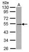 Docking Protein 1 antibody, NBP2-16210, Novus Biologicals, Western Blot image 