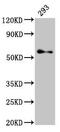 Transcription Factor Binding To IGHM Enhancer 3 antibody, CSB-PA023428LA01HU, Cusabio, Western Blot image 