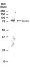 Engulfment and cell motility protein 2 antibody, GTX22240, GeneTex, Western Blot image 