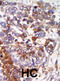 Protein Kinase CGMP-Dependent 1 antibody, abx025135, Abbexa, Western Blot image 