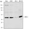 MYCL Proto-Oncogene, BHLH Transcription Factor antibody, PA5-47567, Invitrogen Antibodies, Western Blot image 