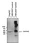 GATA Binding Protein 5 antibody, PA1-103X, Invitrogen Antibodies, Western Blot image 