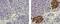Insulin antibody, 13-9769-80, Invitrogen Antibodies, Immunohistochemistry paraffin image 