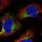 Zyg-11 Family Member B, Cell Cycle Regulator antibody, HPA028156, Atlas Antibodies, Immunofluorescence image 