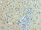 Histone Cluster 4 H4 antibody, CSB-PA010429LA01HU, Cusabio, Immunohistochemistry frozen image 