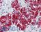 Catenin Delta 1 antibody, LS-B2897, Lifespan Biosciences, Immunohistochemistry frozen image 