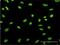 HDGF Like 3 antibody, H00050810-M02, Novus Biologicals, Immunocytochemistry image 