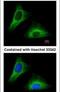 Keratin 5 antibody, PA5-29670, Invitrogen Antibodies, Immunofluorescence image 