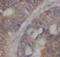 Exostosin Glycosyltransferase 2 antibody, FNab02910, FineTest, Immunohistochemistry frozen image 