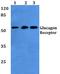 Glucagon Receptor antibody, A03342, Boster Biological Technology, Western Blot image 