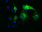 Multifunctional protein ADE2 antibody, M07031, Boster Biological Technology, Immunofluorescence image 
