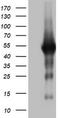 Spermatogenesis Associated 2 Like antibody, LS-C799517, Lifespan Biosciences, Western Blot image 