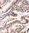 BCL2 Associated Athanogene 3 antibody, LS-C313218, Lifespan Biosciences, Immunohistochemistry frozen image 