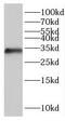 Iodotyrosine Deiodinase antibody, FNab04430, FineTest, Western Blot image 