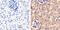 F-Box And WD Repeat Domain Containing 7 antibody, 40-1500, Invitrogen Antibodies, Immunohistochemistry paraffin image 