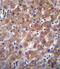 Indoleamine 2,3-dioxygenase 2 antibody, OAAB08672, Aviva Systems Biology, Immunohistochemistry paraffin image 