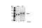 CD19 antibody, 3574S, Cell Signaling Technology, Western Blot image 