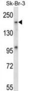 Mitogen-Activated Protein Kinase Kinase Kinase Kinase 4 antibody, abx028068, Abbexa, Western Blot image 