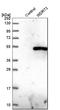 WD Repeat Domain 73 antibody, HPA039357, Atlas Antibodies, Western Blot image 