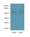 Interferon Related Developmental Regulator 2 antibody, LS-C375946, Lifespan Biosciences, Western Blot image 