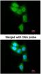 Proteasome Subunit Beta 8 antibody, NBP1-33540, Novus Biologicals, Immunofluorescence image 