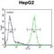 Alpha-L-Fucosidase 1 antibody, abx032987, Abbexa, Western Blot image 