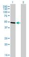 Transcription Factor AP-2 Beta antibody, H00007021-M01, Novus Biologicals, Western Blot image 