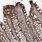 TRAF3 Interacting Protein 2 antibody, NBP1-89263, Novus Biologicals, Immunohistochemistry frozen image 