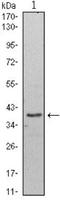 WD Repeat Domain 5 antibody, NBP1-51629, Novus Biologicals, Western Blot image 