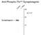 Synaptotagmin 1 antibody, GTX82584, GeneTex, Western Blot image 
