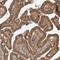 Zinc Finger CCHC-Type Containing 4 antibody, NBP1-82094, Novus Biologicals, Immunohistochemistry frozen image 