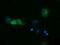 Sulfotransferase Family 2A Member 1 antibody, NBP2-03003, Novus Biologicals, Immunocytochemistry image 