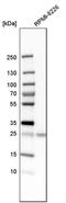 Nedd4 Family Interacting Protein 1 antibody, PA5-52674, Invitrogen Antibodies, Western Blot image 