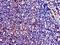 CD209 Molecule antibody, CSB-PA873604LA01HU, Cusabio, Immunohistochemistry frozen image 