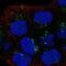 Lymphotoxin Beta Receptor antibody, NBP2-68777, Novus Biologicals, Immunofluorescence image 