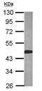 Branched Chain Amino Acid Transaminase 2 antibody, ab95976, Abcam, Western Blot image 