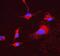 ATP Synthase Peripheral Stalk Subunit D antibody, M09565, Boster Biological Technology, Immunofluorescence image 