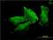 Methionyl-tRNA synthetase, cytoplasmic antibody, H00004141-M01, Novus Biologicals, Immunofluorescence image 