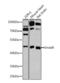 Mothers against decapentaplegic homolog 6 antibody, MBS125675, MyBioSource, Western Blot image 
