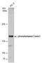 Phospholipase C Beta 3 antibody, PA5-78109, Invitrogen Antibodies, Western Blot image 