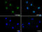 Cyclin Dependent Kinase 2 antibody, M00166-2, Boster Biological Technology, Immunofluorescence image 
