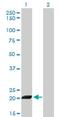 Interferon-stimulated gene 20 kDa protein antibody, H00003669-M01, Novus Biologicals, Western Blot image 