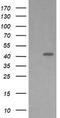 Mitogen-Activated Protein Kinase Kinase 1 antibody, LS-C787981, Lifespan Biosciences, Western Blot image 