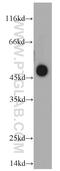 Nuclear receptor subfamily 1 group I member 2 antibody, 15607-1-AP, Proteintech Group, Western Blot image 